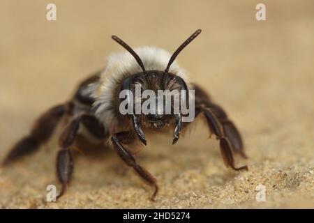 Frontale Nahaufnahme eines Weibchens der graurückigen Bergbaubiene, Andrena Vaga Stockfoto