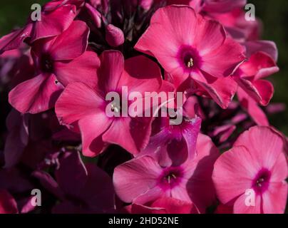 Pink Phlox blüht im Garten Hintergrund Stockfoto