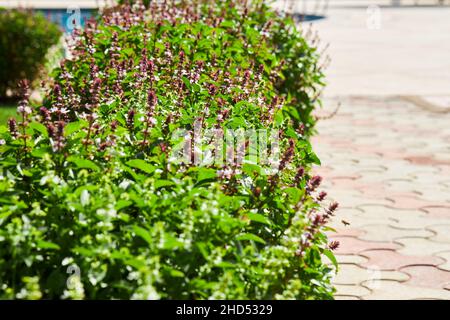 Im Garten wächst Origanum (oregano) vulgare. Blüten von origanum vulgare, natürlicher Hintergrund. Stockfoto