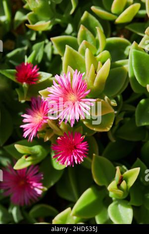 Carpobrotus Chilensis oder Carpobrotus edulis blühen aus nächster Nähe. Sie ist auch als Ottentot-Feige oder Eispflanze bekannt Stockfoto