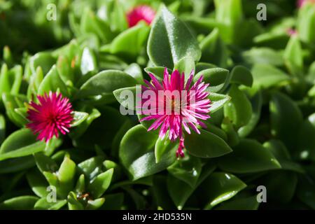 Carpobrotus Chilensis oder Carpobrotus edulis blühen aus nächster Nähe. Sie ist auch als Ottentot-Feige oder Eispflanze bekannt Stockfoto