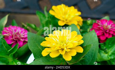 Leuchtend rosa Zinnien Blumen im Garten gemeine Zinnien, Jugend-und-Alter, elegante Zinnien . Stockfoto