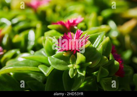 Carpobrotus Chilensis oder Carpobrotus edulis blühen aus nächster Nähe. Sie ist auch als Ottentot-Feige oder Eispflanze bekannt Stockfoto