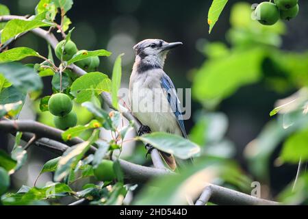 Blue Jay thronte auf der Zweigstelle im Arboretum in Boston Stockfoto