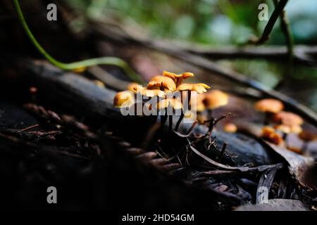 Kleine Orangenpilze, die aus nassem Boden im Wald wachsen Stockfoto