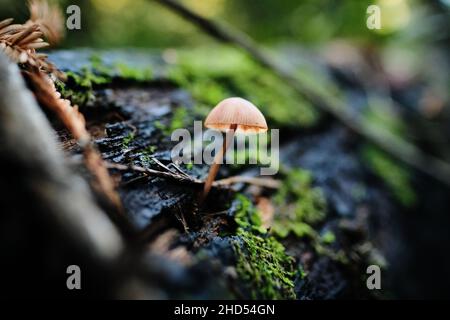 Kleiner brauner Pilz, der aus Mossy Wet Tree Bark wächst Stockfoto