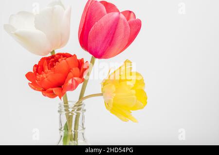 Bunte Tulpen in klarer Vase mit weißem Hintergrund Stockfoto