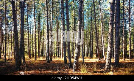 Pinienwald in Montalegre, Portugal Stockfoto