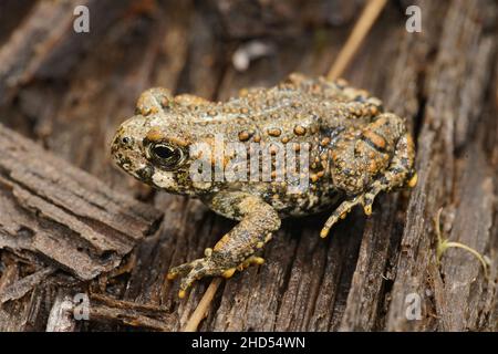 Seitliche Nahaufnahme einer jungen Westerkröte, Bufo boreas, auf Redwood Stockfoto