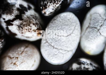 Chia Samen schließen unter dem Lichtmikroskop, Vergrößerung 40 mal, weicher Fokus Stockfoto