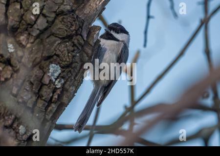 Eine schwarz bedeckte Windhauch, die an der Seite eines Baumes auf der Rinde thront und von Ästen umgeben ist, ist im Frühling aus der Nähe zu sehen Stockfoto