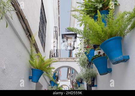 CORDOBA ANDALUCIA SPANIEN DIE ALLEE DER BLUMEN ODER CALLEJA DE LAS FLORES UND LEUCHTEND BLAUE TÖPFE MIT FARNEN Stockfoto