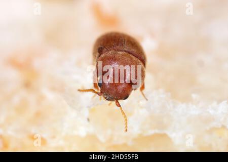 Lasioderma serricorne, allgemein bekannt als Zigarettenkäfer, Zigarrenkäfer oder Tabakkäfer, ist Schädling von Tabak, getrockneten Kräutern und vielen anderen Stockfoto