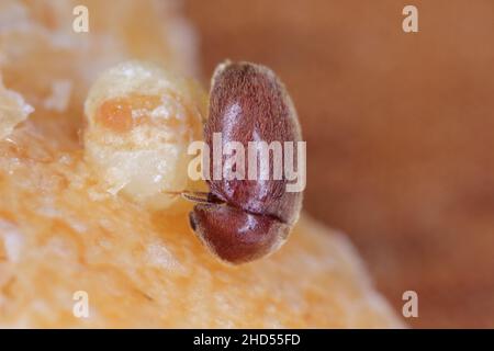 Lasioderma serricorne, allgemein bekannt als Zigarettenkäfer, Zigarrenkäfer oder Tabakkäfer, ist Schädling von Tabak, getrockneten Kräutern und vielen anderen Stockfoto