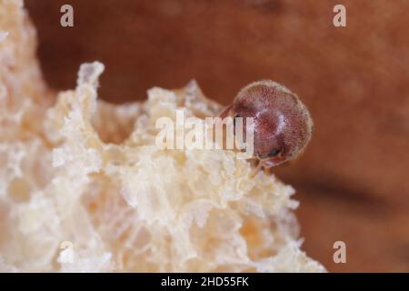 Lasioderma serricorne, allgemein bekannt als Zigarettenkäfer, Zigarrenkäfer oder Tabakkäfer, ist Schädling von Tabak, getrockneten Kräutern und vielen anderen Stockfoto