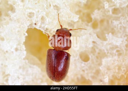 Lasioderma serricorne, allgemein bekannt als Zigarettenkäfer, Zigarrenkäfer oder Tabakkäfer, ist Schädling von Tabak, getrockneten Kräutern und vielen anderen Stockfoto