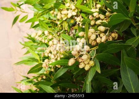 Akazie dealbata o retinodes, Silberakazie, ist eine mehrjährige Art. Einige gebräuchliche Namen sind gelbe Akazie, Mimose, viersaisonige Mimose, grüne Akazie Stockfoto