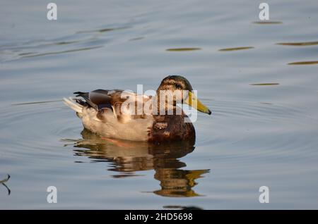 Junge Wildente schwimmend auf einem Ententeich Stockfoto