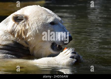 Eisbär frisst eine Karotte Stockfoto