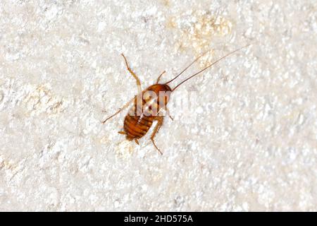 Larve der amerikanischen Kakerlake (Periplaneta americana) ist die größte gewöhnliche Kakerlake und wird oft als Schädling angesehen. Stockfoto