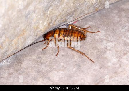 Larve der amerikanischen Kakerlake (Periplaneta americana) ist die größte gewöhnliche Kakerlake und wird oft als Schädling angesehen. Stockfoto