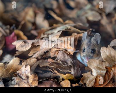 Waldmaus Apodemus sylvaticus Stockfoto