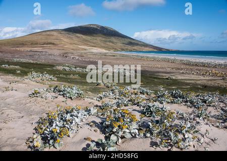 Pflanzen am Strand am Hals auf Saundes Island, Falklandinseln Südatlantik Stockfoto