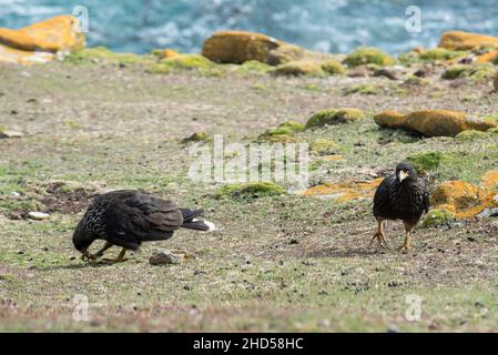 Gestreifte Caracara ( Phalcoboenus australis ) auf Saunders Island - Falkland Islands South atlantic Stockfoto