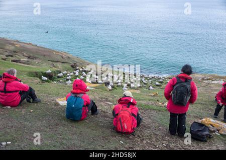 Tourist auf Saunders Island, falkland Islands, beobachten Nistkolonie von schwarz gebräunten Albatrosen Stockfoto