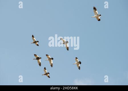 Upland Gans, Chloephaga picta, fliegen über Saunders Island, falkland Islands Stockfoto