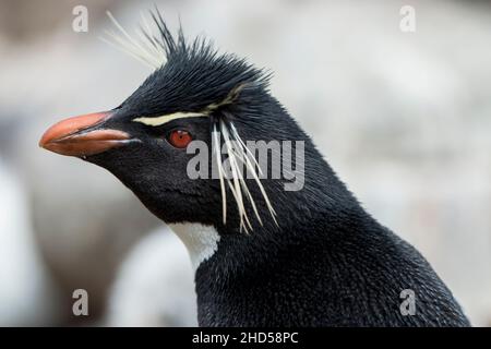 Rockhopper Penguin, Eudyptes chrysocome at Nest on Saunders Island, the Falkland Islands, South Atlantic Stockfoto