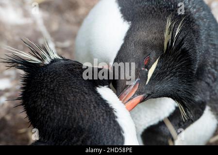 Rockhopper Penguin, Eudytes chrysocome Grußverhalten als ein Elternteil zum Nest auf Saunders Island, den Falkland-Inseln, Südatlantik zurückkehrt Stockfoto