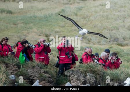 Tourist auf der insel falkland, südatlantik, bei einer Nistkolonie von schwarz gebräuntem Albatros Stockfoto