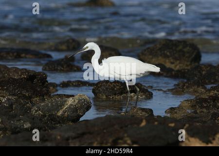 Kleine Reiher ernähren sich an den Küsten Lanzarotes, wo es dank der vulkanischen Geologie viele Felsenpools und Fische gibt. Stockfoto