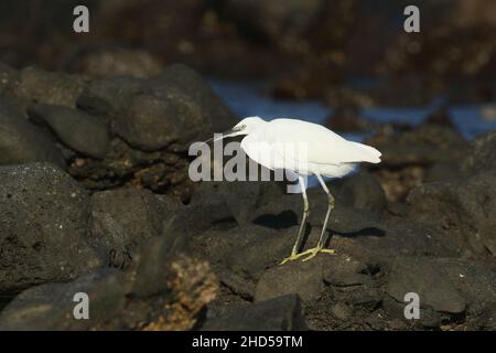Kleine Reiher ernähren sich an den Küsten Lanzarotes, wo es dank der vulkanischen Geologie viele Felsenpools und Fische gibt. Stockfoto