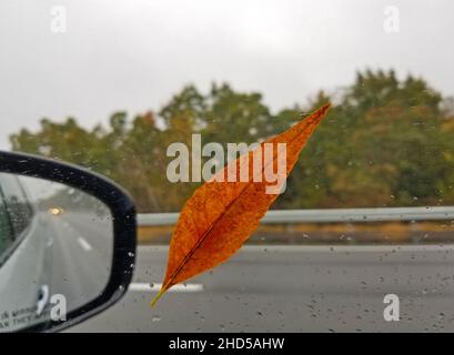 Ein einziges nasses Herbstblatt steckte im Regen auf einem sich bewegenden Autofenster auf einer Autobahn fest Stockfoto