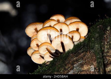 Armillaria mellea oder Honigpilz wächst auf einem Baumstamm im Wald unter Moos, Bodenansicht, Makro Stockfoto