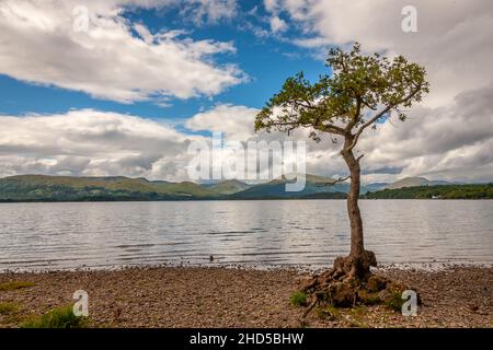 Lone Tree am Ufer der Milarrochy Bay, Loch Lomond, Stirlingshire Stockfoto