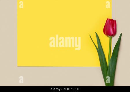 Sammlung von diffrenet Art von Tulpen auf geometrische Farbe Papier Hintergrund. Bild 14 von 16 Stockfoto