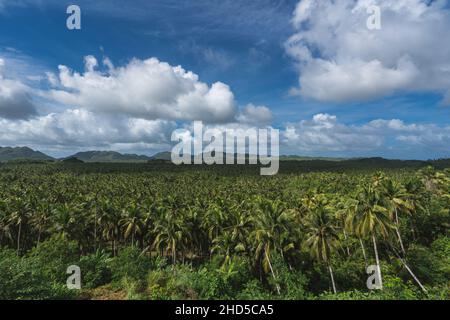 Kokosnussbäume blicken auf Deck Siargao, vor dem Taifun Odette. Stockfoto