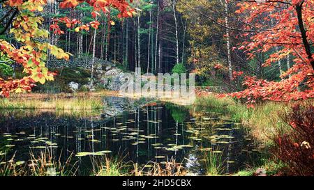 Ein kleiner Seerosenteich während der Herbstlaubsaison Stockfoto