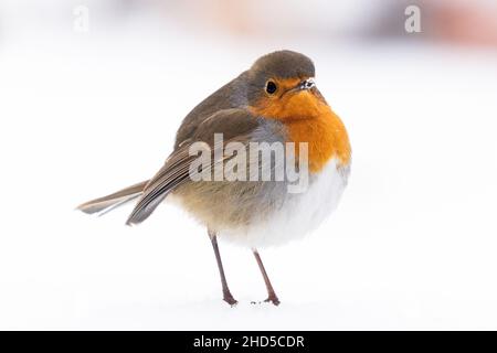 Mürrisch aussehender Rotkehlchen (Erithacus rubecula) flauschte auf, um sich im Schnee warm zu halten - Schottland, Großbritannien Stockfoto