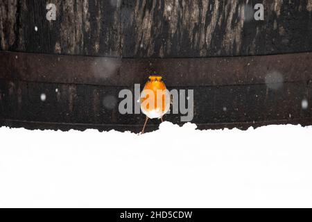 Erithacus Rubecula - Europäischer Robin - steht im Schnee vor einem alten Whisky-Fass - Schottland, Großbritannien Stockfoto