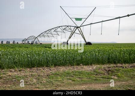 Ein Pivot-Bewässerungssystem, das in einem Feld von grünen Kulturen steht. Aufgenommen in der Freistaat-Provinz Südafrika Stockfoto