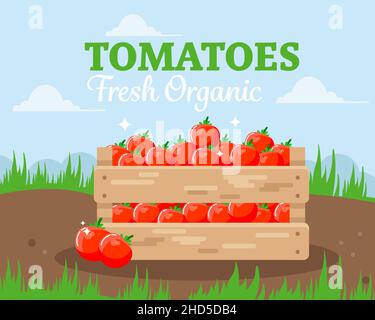 Frische Tomaten in einer Holzkiste. Umweltfreundliches Landwirtschaftsprodukt. Vektorgrafik. Stock Vektor