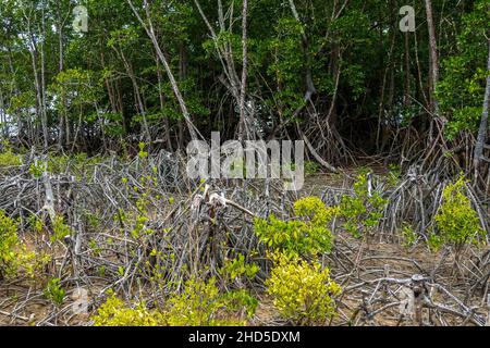 Ein Wald aus Mangrovenbäumen an der Küste, deren Wurzeln bei Ebbe freigelegt sind Stockfoto