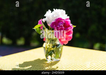Schöner Blumenstrauß Pfingstrosen im Glas mit Wasser im Garten, Ukraine. Rote, rosa und weiße Pfingstrose albiflora oder paeonia officinalis. Stockfoto