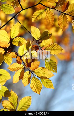Fagus sylvatica, bekannt als europäische Buche oder gemeine Buche, Herbstfarben der Blätter Stockfoto