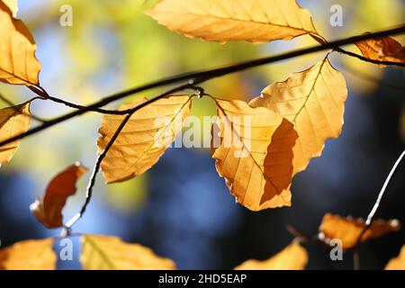 Fagus sylvatica, bekannt als europäische Buche oder gemeine Buche, Herbstfarben der Blätter Stockfoto