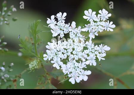 Aethusa cypnapium, allgemein bekannt als Narrspsilie, Narrszide oder vergiftete Petersilie, tödlich giftige Pflanze aus Finnland Stockfoto